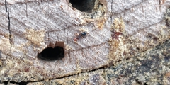 Crematogaster scutellaris