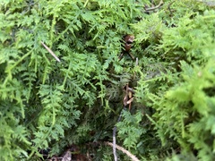 Thuidium
