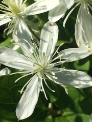 Clematis