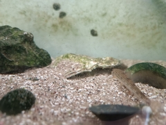 Microphysogobio amurensis