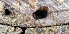 Crematogaster scutellaris