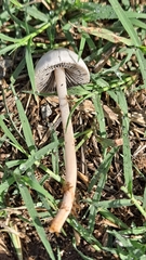 Panaeolus papilionaceus