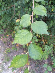 Ulmus minor