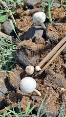 Panaeolus papilionaceus