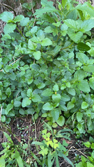 Malvastrum coromandelianum