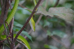 Ahaetulla prasina