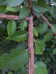 Ulmus minor