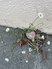 Erigeron karvinskianus