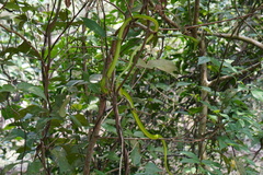 Ahaetulla prasina