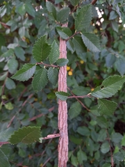 Ulmus minor