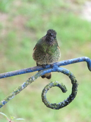 Boissonneaua flavescens