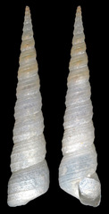 Turritellidae