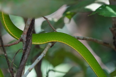 Ahaetulla prasina
