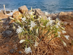 Pancratium maritimum