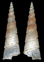 Turritellidae
