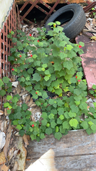 Malvaviscus arboreus