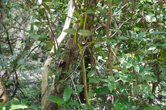 Ahaetulla prasina