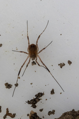 Oligolophinae