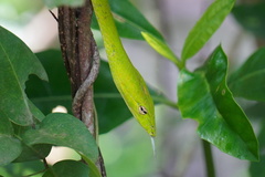 Ahaetulla prasina