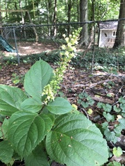 Collinsonia canadensis