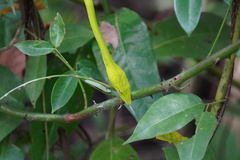 Ahaetulla prasina