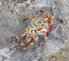 Grapsus