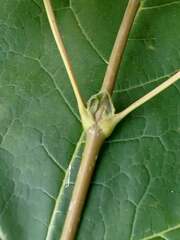 Acer nigrum