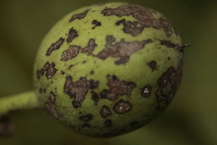 Ophiognomonia leptostyla