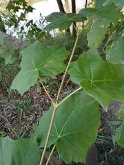Acer nigrum