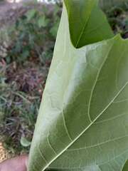 Acer nigrum