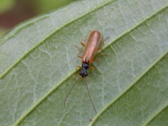 Rhagonycha lignosa