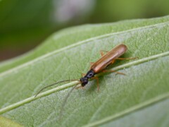 Rhagonycha lignosa