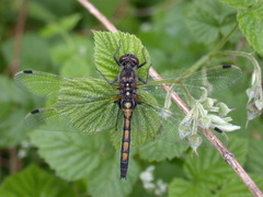 Leucorrhinia rubicunda