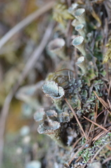 Cladonia pyxidata