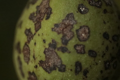 Ophiognomonia leptostyla