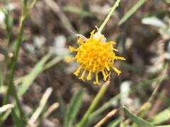 Bebbia juncea