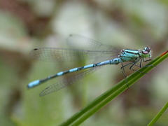 Coenagrion hastulatum