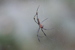Nephila