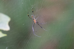 Nephila