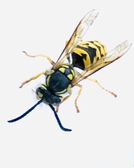 Vespula
