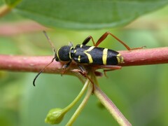 Clytus arietis