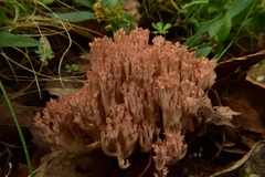 Ramaria botrytis