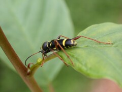 Clytus arietis