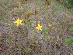 Hypericum perforatum