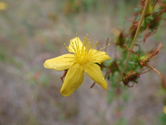 Hypericum perforatum