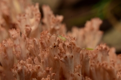 Ramaria botrytis