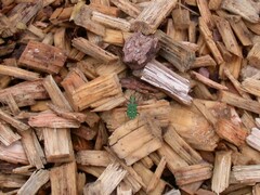 Cicindela campestris