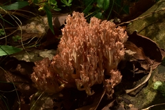 Ramaria botrytis