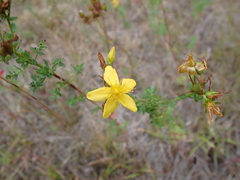 Hypericum perforatum