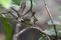 Orthotomus ruficeps